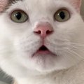 『大好きなパパ』を待っていた猫→帰ってくると……たまらなく可愛い反応…