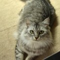 猫がほふく前進する3つの理由