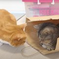 大丈夫かにゃ〜…妹猫ちゃんが心配な姉猫ちゃん