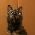 猫が目を見開いている時の心理５つ