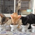 ご飯を食べる子猫たちを見ていたら、1匹が…予想外の行動をとり始める様子…