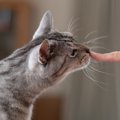 猫が『離れたくない』と思う人に共通する特徴5選　どんな人が選ばれるの？…