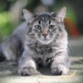 肥満？病気？猫のお腹がたるんでいる理由２つ