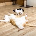 倒れている先住猫に『気づいた子猫』の行動…『予想外の絡み』が面白す…