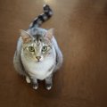 猫が『そばにきて』と訴えている時の仕草4つ