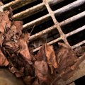 『廃墟の中から子猫の鳴き声』が聞こえて探してみた結果…奇跡の出会い…