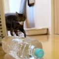普段から何かをくわえて運んできてくれる猫→いつも途中で…『可愛すぎる行…