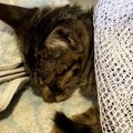 自宅の駐車場でうずくまっていた『瀕死の子猫』→家の中に入れたら…驚きの…