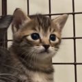 小さなホウキを使って掃除を始めると、『子猫たち』が……尊いリアクション…