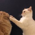 痛すぎる…！猫パンチをやめさせる方法３つ