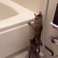体が小さくて『バスタブの中を覗けなかった子猫たち』…成長した『現在…