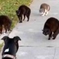 猫の"ニャレンジャー隊"現る！興味津々の犬が急接近するも……