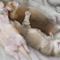 あまりにも無防備な姿でお昼寝する赤ちゃん猫たち…思わず癒される『尊…