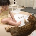 掃除をしている赤ちゃんを『見守る猫』…『されるがまま』になってしま…