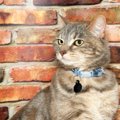 猫の『名前』をつけるときに注意すべきこと5つ　後悔しないためのポイント…