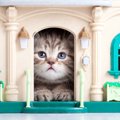 猫にとって『不快な部屋』とは？その特徴と快適な部屋の条件5つ