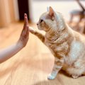 猫と「意思疎通ができた！」と感じるタイミング5つ♡