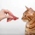 猫の命を脅かす『生（なま）もの』3選　食べてしまったときのリスクや…