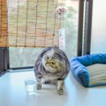 猫がしきりに『頭を振っている』ときに考えられる原因5選　取るべき対…