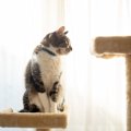 猫が人を『高い所から見下ろしたがる』5つの理由　どんな意味があるの？意…