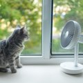 猫が『暑い』と感じているときにみせるサイン4つ　起こりうるトラブル…