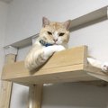 「猫様の下僕になっている！」のを実感する瞬間５選