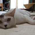 低温でじっくり！？思わずとろけるバター猫ちゃん♡