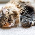 猫の急死につながる『心筋症』3つのタイプ別の特徴　見逃せない症状や…