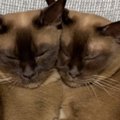 家に帰ってきて『ソファの上』を見たら、2匹の猫が……想定外の『可愛すぎる…