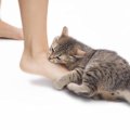 愛猫があむあむ『甘噛み』するときの理由3選　本気噛みとの違いや、や…