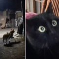 パパが『サプライズ帰宅』→猫と柴犬の反応が…素敵すぎる光景に思わず…