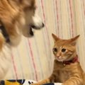 犬にちょっかいをかけた猫→ブチギれられた結果…爆笑必至の『まさかの光景…