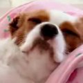 爪やすりをかけてもらい『気持ちよさそうな表情の犬』→すぐ隣には……笑って…