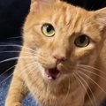 『ごはんが欲しい』とアピールする茶トラ猫…まさかの鳴き声と『おてて…