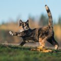 猫を触ろうとすると逃げてしまう理由５つ！もしかして、嫌われてるの…？