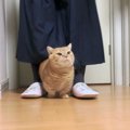 あふれ出る愛情が止まらない！可愛すぎる短足マンチカンが見せた飼い…