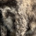 ティッシュの空き箱をつぶそうとすると、猫が真っ先にやってきて…『衝撃の…
