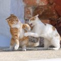 『猫ギライな猫』もいる？他の猫をいやがっているときに見せる態度・…
