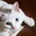猫の『目の色』全部で何種類か知ってますか？代表的なカラーや珍しい…