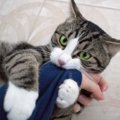 猫があなたの『腕に抱きついてくる』ときの理由4つ　どんな意味があるの？…