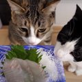 初めてのお刺身！高級真鯛に猫ちゃんもうなる♡