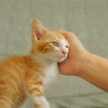 遠慮がちな猫が『甘えたい』ときにみせるサイン3つ　気付いてあげるコ…