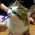 サマーカットに照れ♪猫ちゃんの分身も登場？！