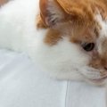 4年間、野良猫として過ごしてきた猫を保護して1週間…思わず涙がでるほど『…