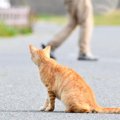 野良猫がついてくる理由4つ！人がとるべき正しい対処法や注意点