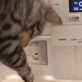 パパがゆっくりとお風呂に浸かっていると……入ってきた猫がとった『衝…