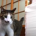 猫ちゃんのトイレットペーパーチャレンジ再び！？