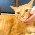 元野良猫の『触ってもいい体のパーツ』を調査→エスカレートした結果…『想…