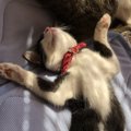 猫を迎えたら…飼い主が絶対すべき5つのこと