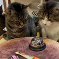 おやつが欲しい猫→目の前にあった『ベル』に触れると…可愛すぎて笑ってし…